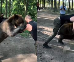 Makhmudov w walce z niedźwiedziem