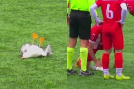 Piłkarze uratowali mewę