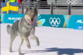 Piesek bohaterem ZIO 2026