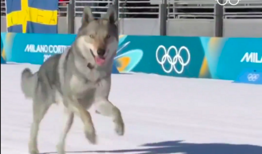 Piesek bohaterem ZIO 2026